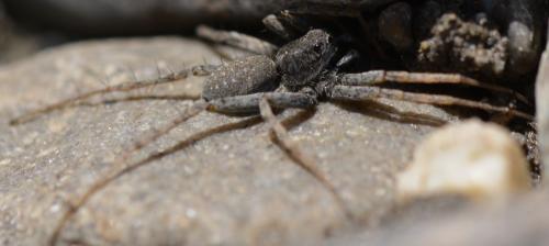 Pardosa sp.